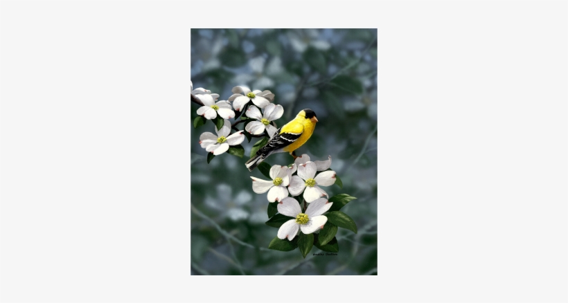Golden Dogwood American Goldfinch Limited Edition Print - Goldfinch Dogwood, transparent png #3519273