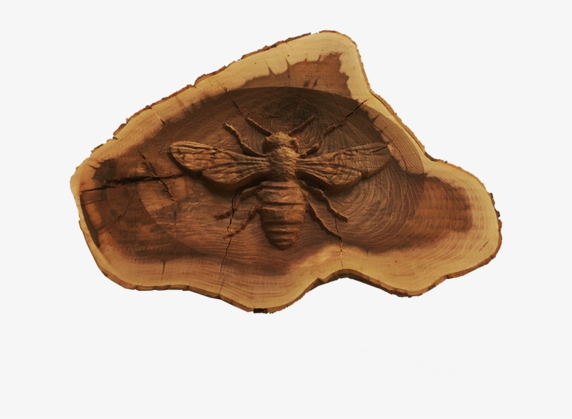 Insect, transparent png #3519275