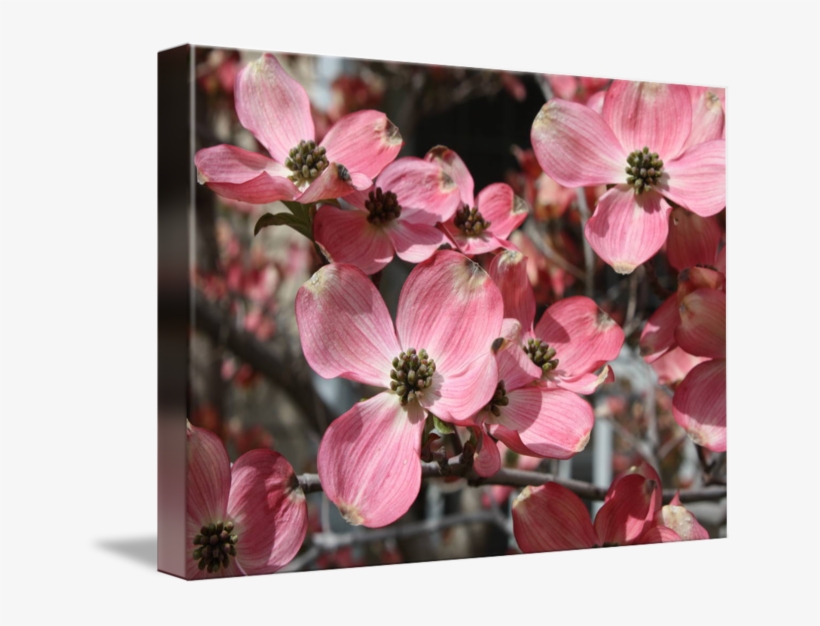 "large Dogwood Blossoms" By Carol Groenen, Tampa // - Flowering Dogwood, transparent png #3519319