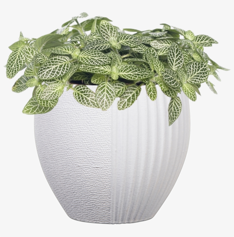 Capi Lux Split Indoor - Planten Mozaïekplant (fittonia 'mont Blanc') D 10,5, transparent png #3519511