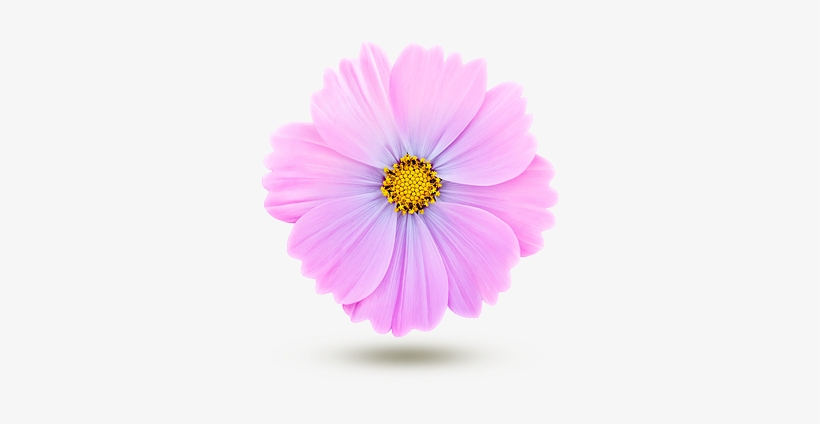 Cosmos - Fleur De Cosmos Comestible - Free Transparent PNG Download - PNGkey
