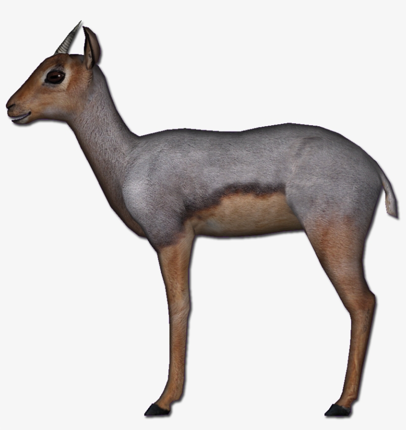 Beira Antelope - Beira Antelope Png, transparent png #3521858