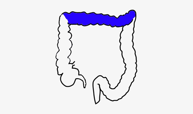 Appendix Of Dog, transparent png #3522024