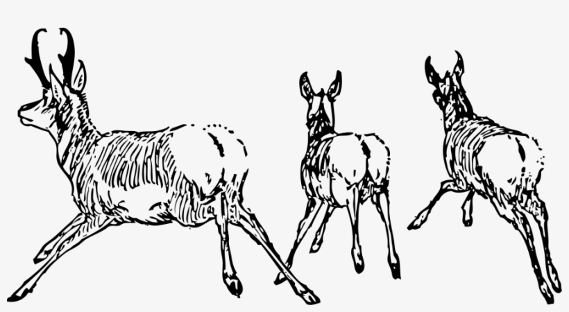 Antelope Going Away - Clip Art, transparent png #3522042