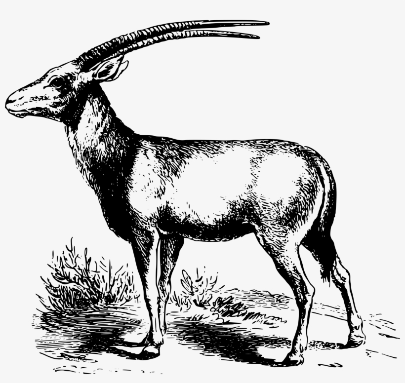 Drawing Of An Antelope - Антилопа Графика, transparent png #3522345