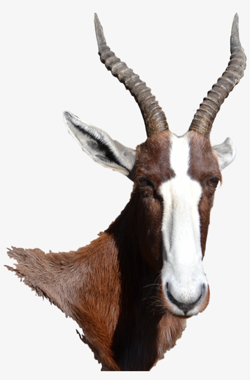 Bontebok Antelope - Bontebok, transparent png #3522437