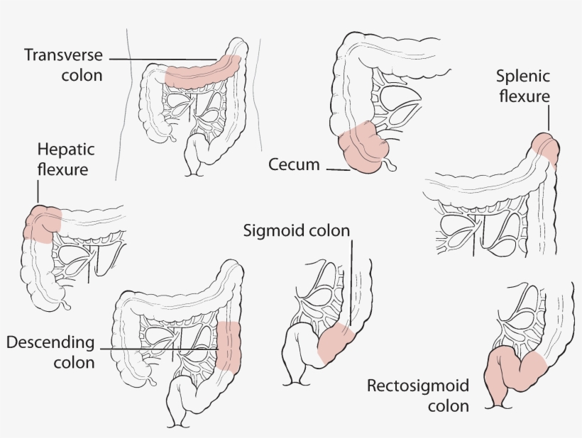 3 45 71 Colorectal Anatomy - Line Art, transparent png #3522513