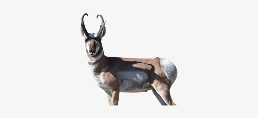 Antelope - Roe Deer, transparent png #3522678