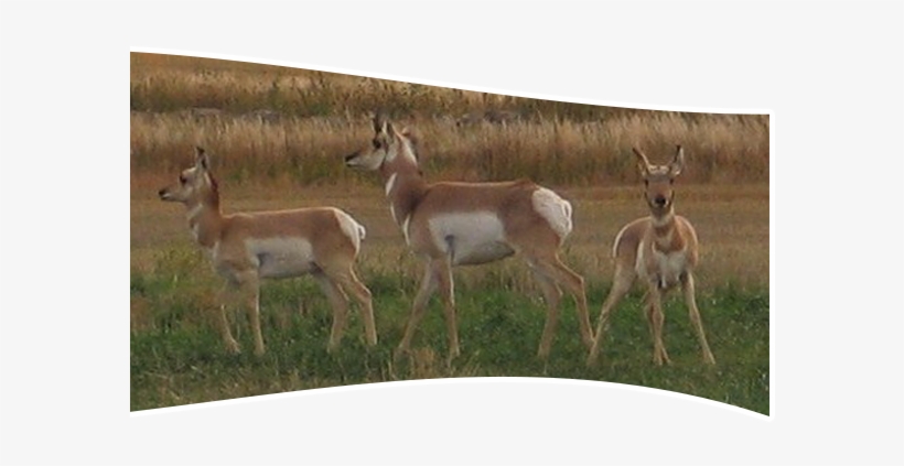 3 Antelope - White-tailed Deer, transparent png #3522745
