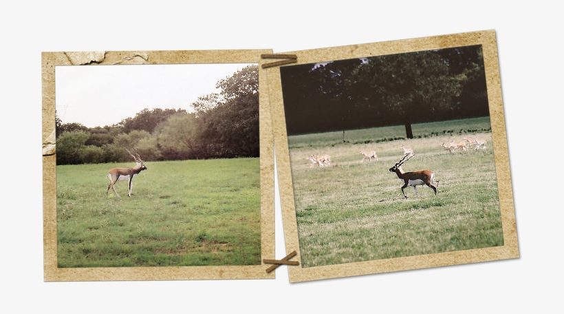 Blackbuck Antelope - Blackbuck, transparent png #3522746