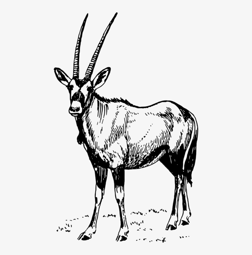 Gemsbok Waterbuck Antelope Pronghorn Gazelle - Oryx Drawing Black And White, transparent png #3522816