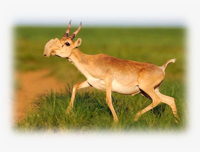 Saiga Antelope Overview - 24x16 Photographic Print:photographic Print Male Saiga, transparent png #3522926