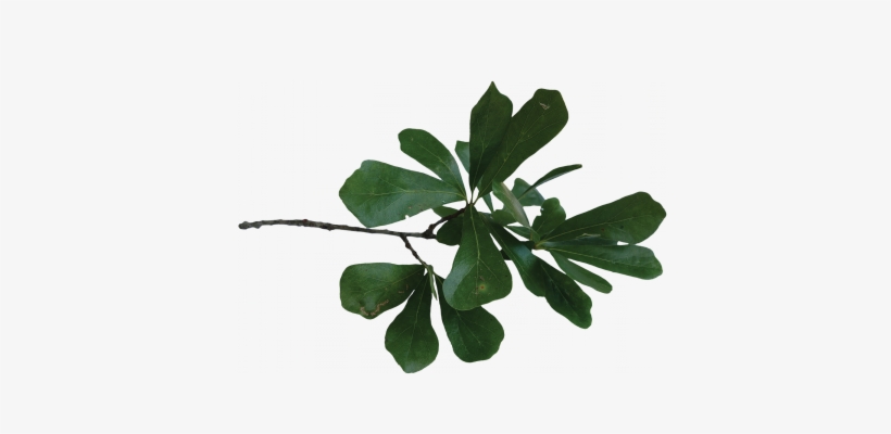 Louisiana Water Oak Leaves, transparent png #3523732