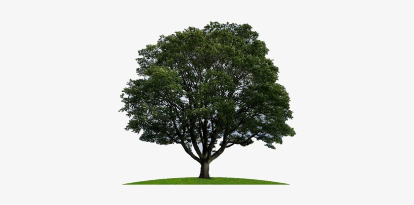 Photography, transparent png #3523876