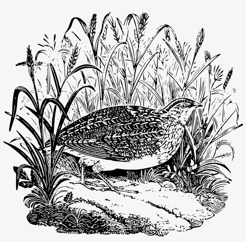 Quail Png, transparent png #3526141