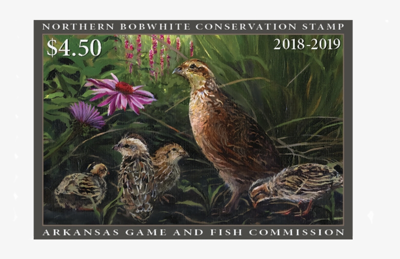 Inaugural Arkansas Quail Conservation Stamp Available - Northern Bobwhite, transparent png #3526214