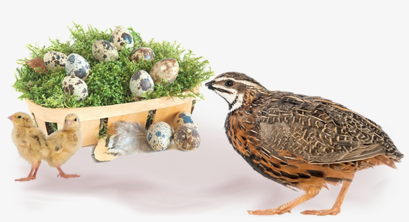 Live Organic Live Healthy - Quail, transparent png #3526356
