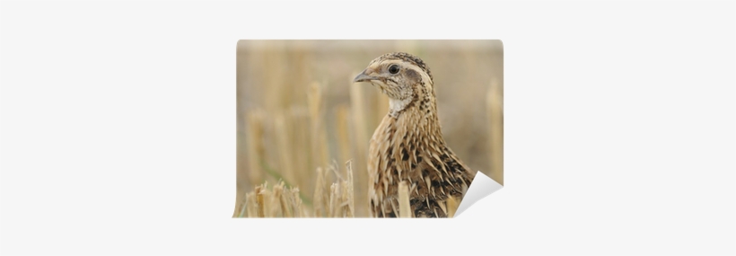Quails: Amazing Pictures And Facts About Quails, transparent png #3526420