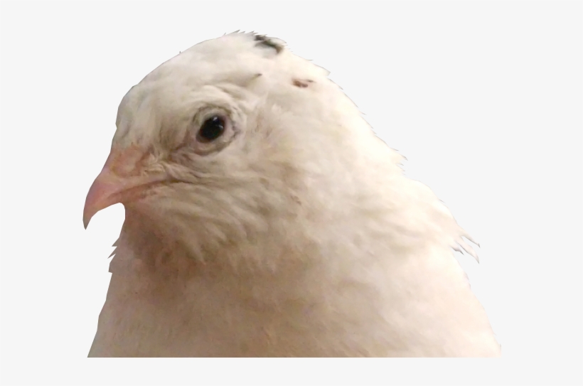 Chicken, transparent png #3526554