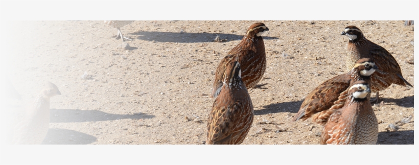 Pricing For Flight Ready Birds - Flight, transparent png #3526595