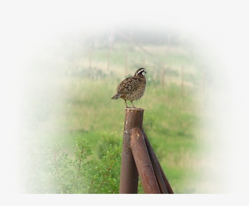 Bob Quail Bird Sitting On A Fence Park Cities Quail - Park Cities Quail, transparent png #3526659