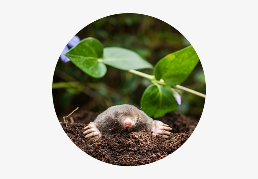 Solutions Pest Control - Tooltime Pack Of 3 Solar Powered Sonic Mole And Rodent, transparent png #3528285