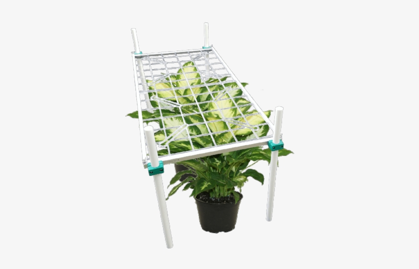 Delray Plants Dieffenbachia Camille In 6 Inch Pot, transparent png #3528620