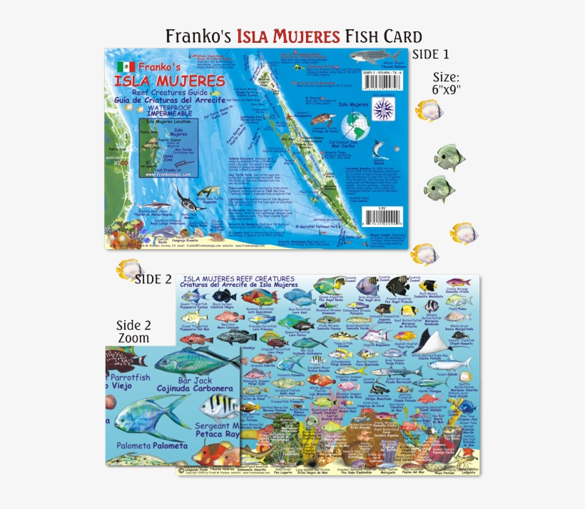 Fish Of Isla Mujeres, transparent png #3529230