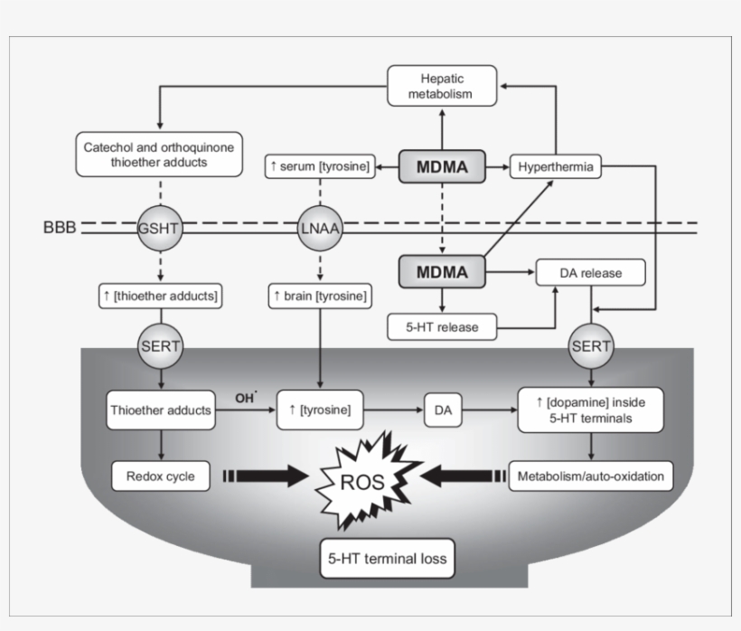 The Proposed Sequence Of Events Resulting In Serotonergic - Neurotoxicity, transparent png #3530989
