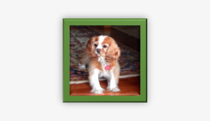 Cavalier King Charles Spaniel, transparent png #3531129