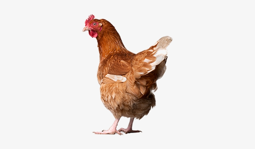 Csgo Chicken Png - New Zealand Free Range Eggs, transparent png #3531299