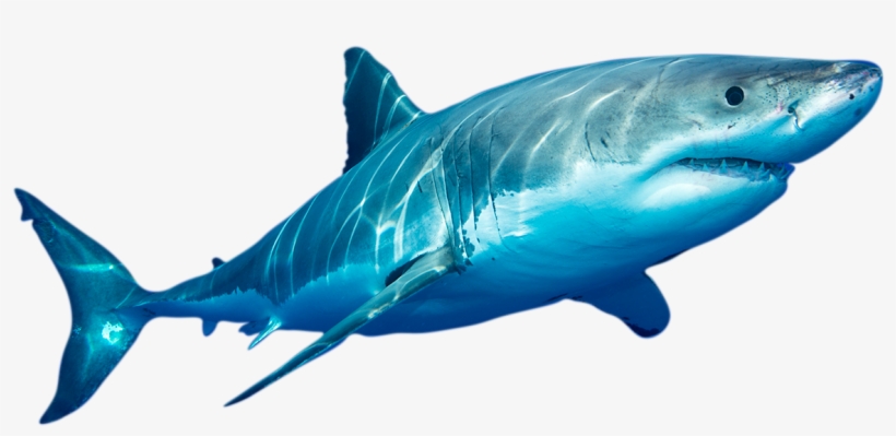 Expedition Data Shows The Voyages Of Sharks On Their - Ocean Of The Great Counted Cross Stitch Kit By Orcraphics, transparent png #3531439