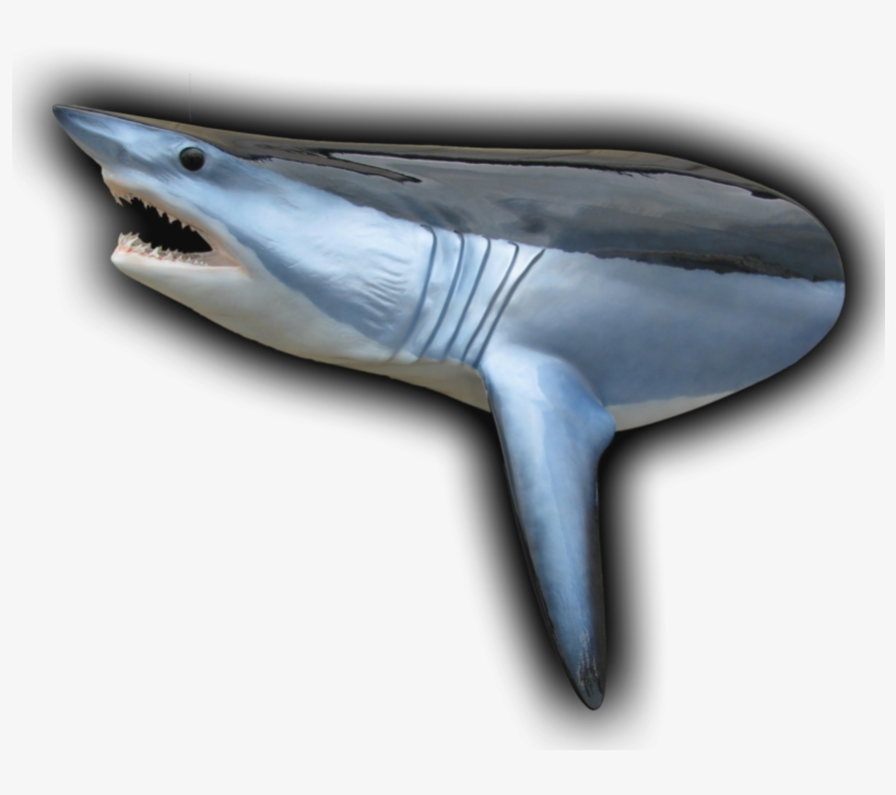 450 Lb Mako Shark Head Mount Fish Replica - Great White Shark, transparent png #3531463