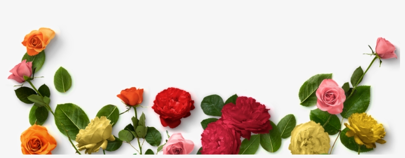 Colorful Rose Flower Bunch Transparent Plant Vector - Portable Network Graphics, transparent png #3531949