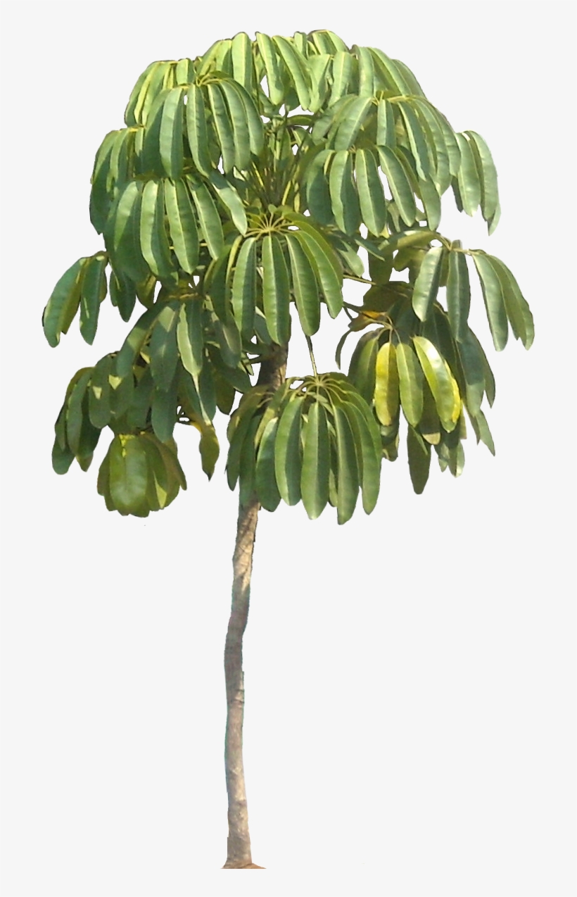 Endangered Plant Png, transparent png #3532937