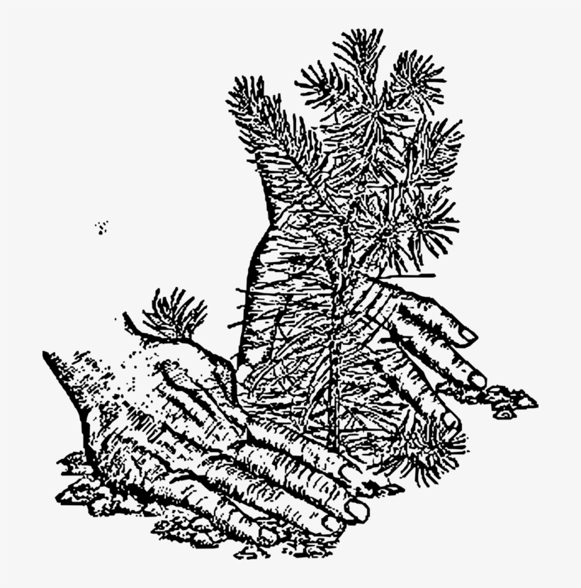 Spruce Fir Christmas Tree Tree Planting - Tree Clip Art, transparent png #3533170