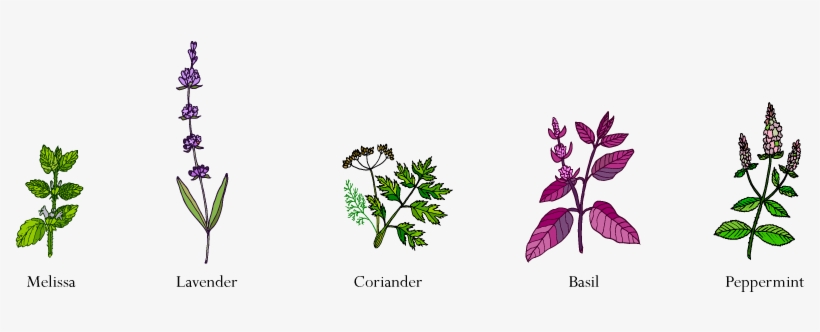 Companion Planting, transparent png #3533258