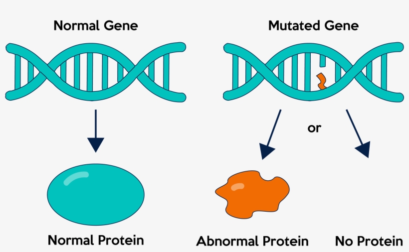 Gene Mutations Are Either Germline Or Somatic - Gene Mutations, transparent png #3534184
