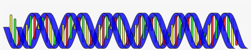 Genes Are The Basic Physical And Functional Unit Of - Double Helix Transparent Background, transparent png #3534485