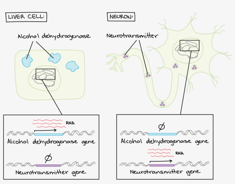 Liver Cell - Regulation Of Gene Expression, transparent png #3534527