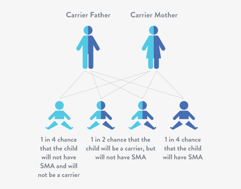 Spinal Muscular Atrophy Is An Autosomal Recessive Genetic - Causes Spinal Muscular Atrophy, transparent png #3534651