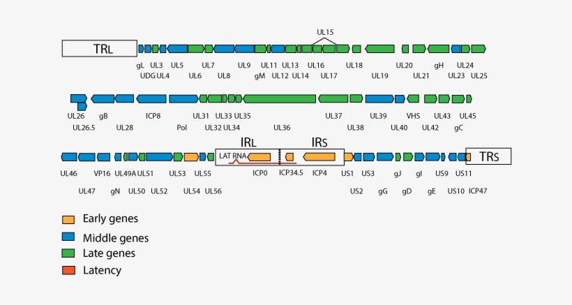 First The Early Proteins Are Synthesized To Activate - Herpes Virus Genome Organization, transparent png #3534700