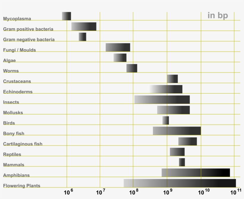 C Value Paradox Genome Size, transparent png #3534710