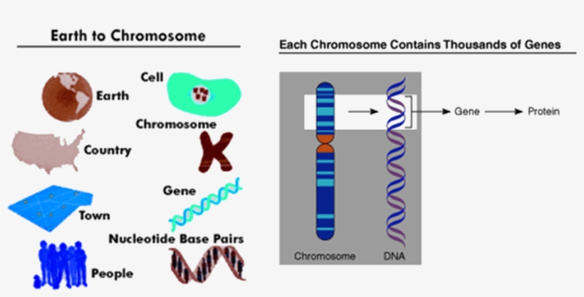 Image Of Earth To Chromosome And Thousands Of Genes - Chromosome, transparent png #3534807