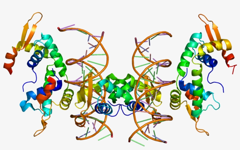 The Foxp2 Gene Encodes For The 'forkhead Box Protein - Foxp2, transparent png #3534974