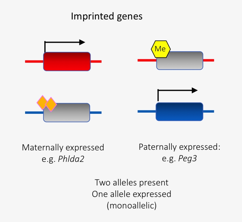 Maternal Care Boosted By Paternal Imprinting In Mammals - Paternal, transparent png #3535003