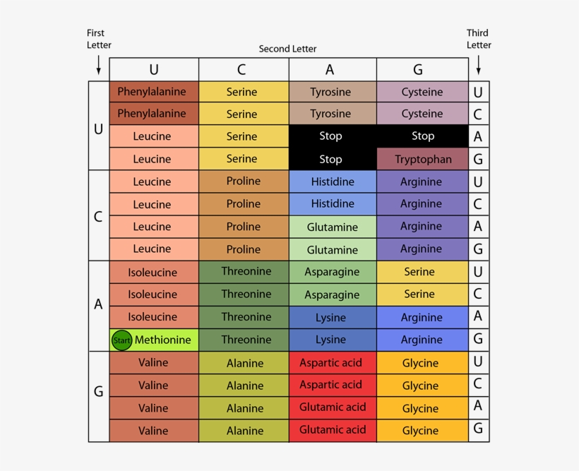 Grafico Del Código Genético, transparent png #3535046