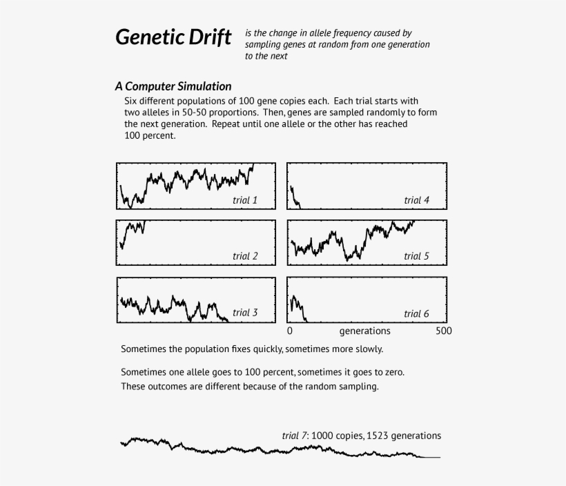Genetic Drift - Genetic Drift In Large Populations, transparent png #3535079