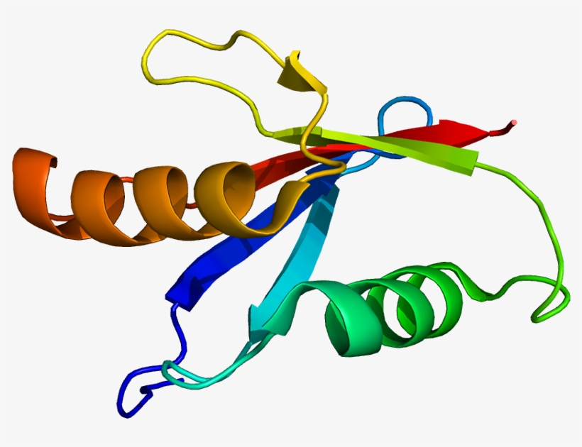 Protein Kinase C Png, transparent png #3535707