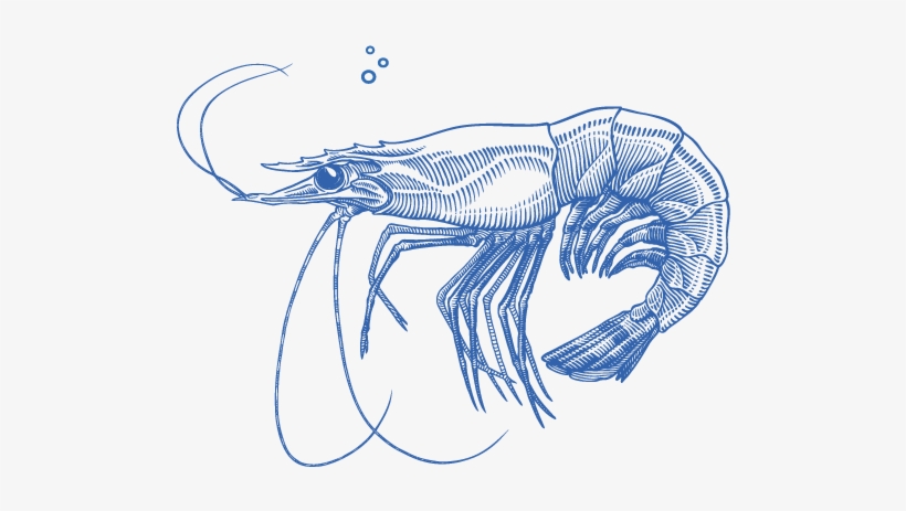 Experience Seafood The Way It Should Be - Blue Shrimp Png, transparent png #3539081